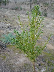 baccharis pilularis
